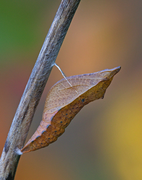 Spicebush Swallowtail 
chrysalis